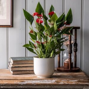 Anthurium (Andraeanum Group) Million Flowers Red ('Ryn2010043') (PBR)