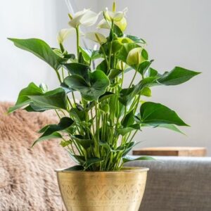 Anthurium White Champion ('Anthefaqyr') (PBR)