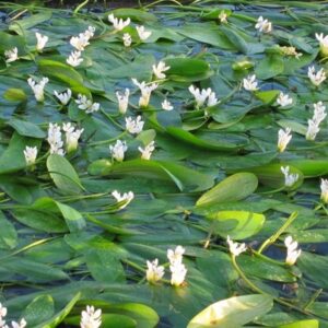 Aponogeton distachyos