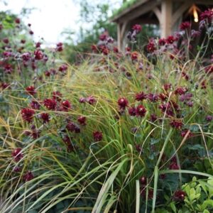 Aquilegia and Anemanthele plant combination