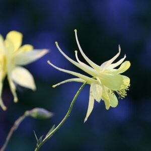 Aquilegia chrysantha Yellow Queen