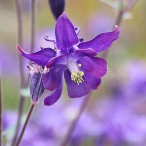 Aquilegia vulgaris