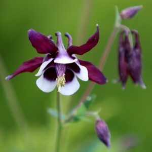 Aquilegia vulgaris William Guiness