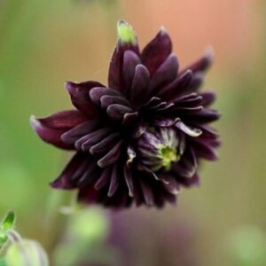 Aquilegia vulgaris var. stellata Black Barlow (Barlow Series)