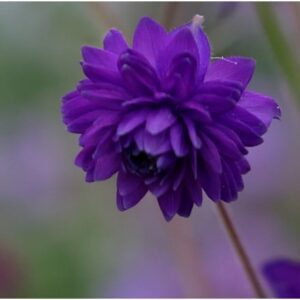 Aquilegia vulgaris var. stellata Blue Barlow (Barlow Series)