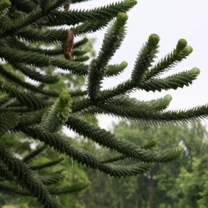 Araucaria araucana