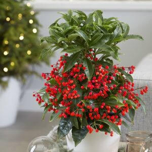 Ardisia crenata Queen Star (PBR)