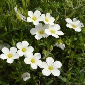 Arenaria montana Snow White