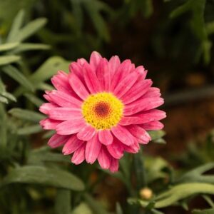Argyranthemum Santorini Dark Rose