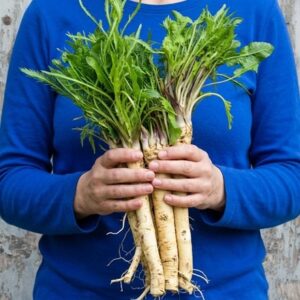 Armoracia rusticana Horseradish