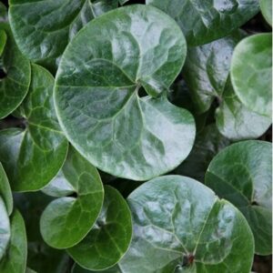 Asarum europaeum