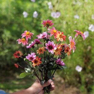 Ashley's balcony dahlia collection
