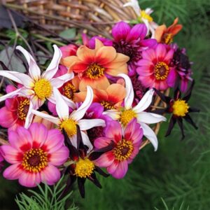 Ashley's flight of the butterflies dahlia collection