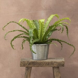 Asplenium antiquum Osaka