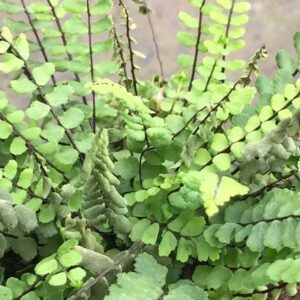 Asplenium trichomanes