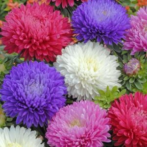 Aster Duchess Mixed