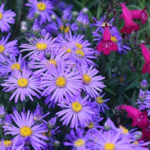 Aster amellus King George
