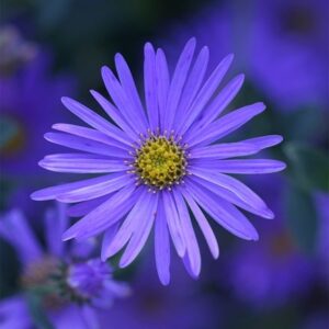 Aster × frikartii Mönch