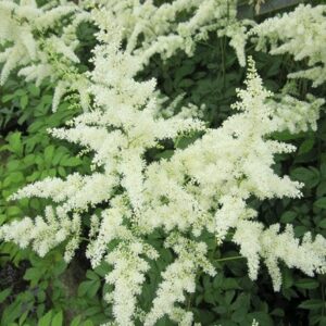 Astilbe White