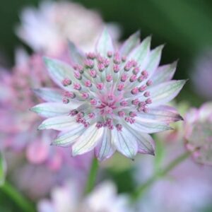 Astrantia Buckland