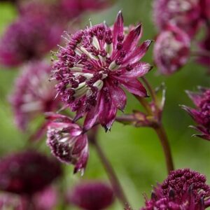 Astrantia Burgundy Manor