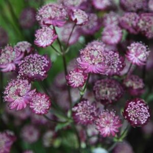 Astrantia Moulin Rouge (PBR)