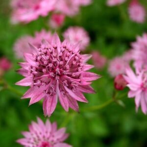 Astrantia Roma (PBR)