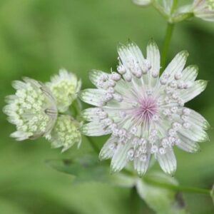Astrantia major