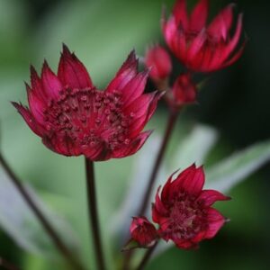 Astrantia major Claret