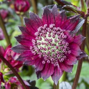 Astrantia major Gill Richardson Group