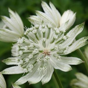 Astrantia major Large White