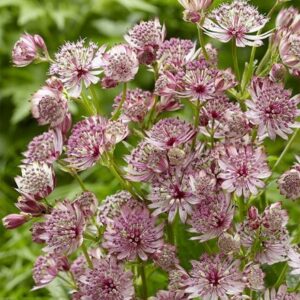 Astrantia major Sparkling Stars Pink (Sparkling Stars Series)