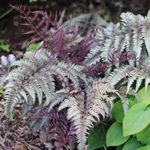 Athyrium niponicum var. pictum Red Beauty