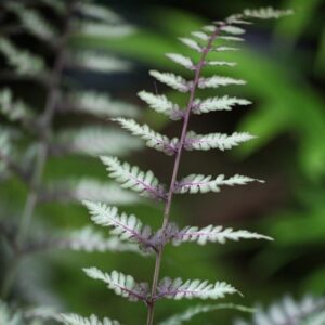 Athyrium niponicum var. pictum Ursula's Red
