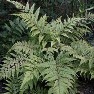 Athyrium otophorum var. okanum