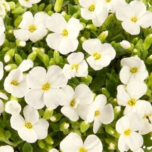 Aubrieta Axcent White (Axcent Series)