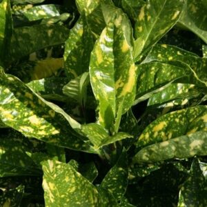 Aucuba japonica Crotonifolia