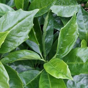 Aucuba japonica Rozannie
