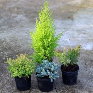Award-winning conifer collection