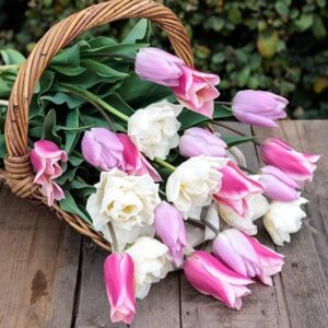 Award-winning cottage core tulip collection