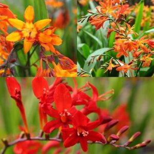 Award-winning crocosmia collection