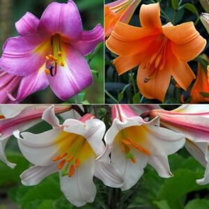 Award-winning fragrant lily collection