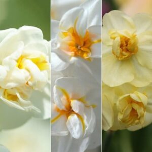Award-winning fragrant multi-headed daffodils
