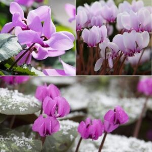 Award-winning hardy cyclamen collection