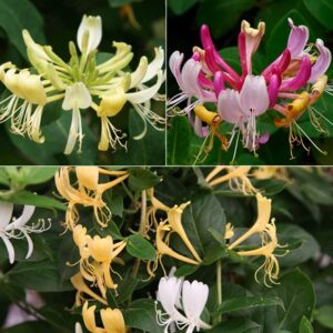Award-winning honeysuckle collection