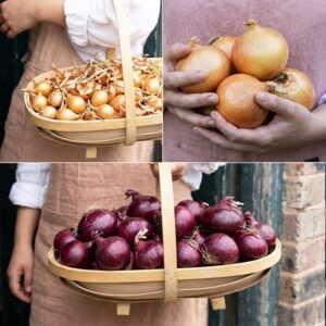 Award-winning onion and shallot collection