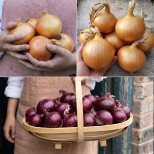 Award-winning onion collection
