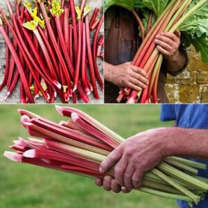 Award-winning rhubarb collection