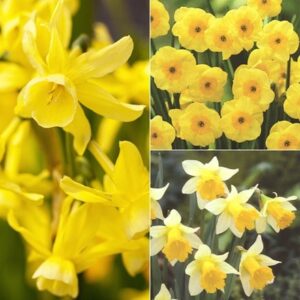 Award-winning scented miniature daffodils