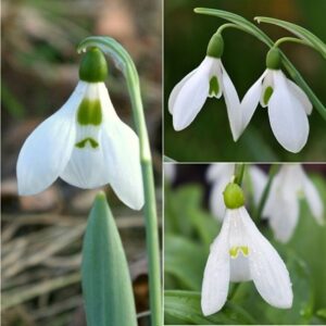 Award-winning snowdrop collection